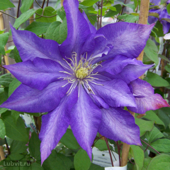 Клематис Даниэль Деронда (Daniel Deronda) купить с доставкой Клематис Даниэль Деронда (Daniel Deronda) купить с доставкой