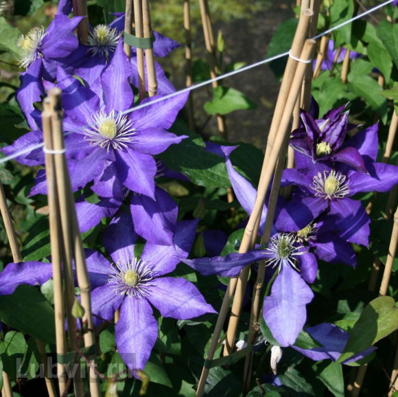 Клематис Даниэль Деронда (Daniel Deronda) купить с доставкой Клематис Даниэль Деронда (Daniel Deronda) купить с доставкой