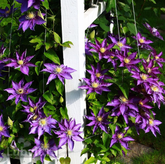 Клематис Даниэль Деронда (Daniel Deronda) купить с доставкой Клематис Даниэль Деронда (Daniel Deronda) купить с доставкой