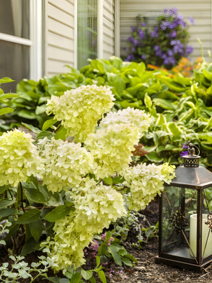 Гортензия Литл Лайм (Little Lime) метельчатая