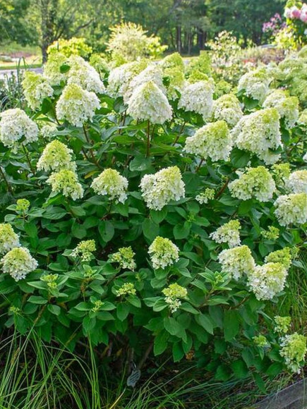 Гортензия Литл Лайм (Little Lime) метельчатая купить с доставкой