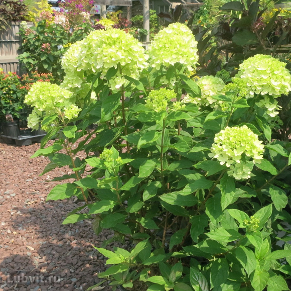 Гортензия Литл Лайм (Little Lime) метельчатая купить с доставкой
