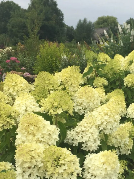 Гортензия Пинкачу (Pinkachu) метельчатая купить с доставкой