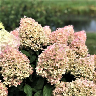 Гортензия Пинкачу (Pinkachu) метельчатая
