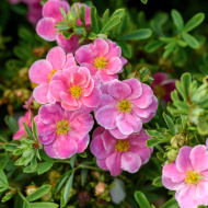 Лапчатка Розовая Лапчатка Розовая