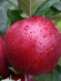 Яблоня Красная горка купить с доставкой