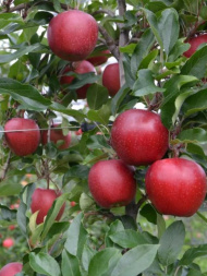 Яблоня Красная горка