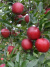 Яблоня Красная горка купить с доставкой