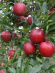 Яблоня Красная горка купить с доставкой