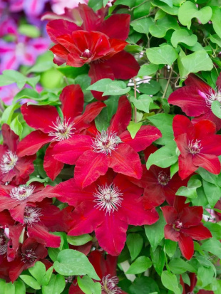 Клематис Солидарность (Solidarnosc)