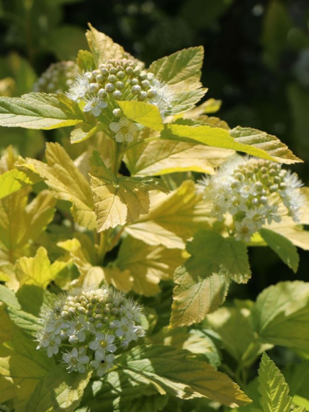 Пузыреплодник Ангел Голд (Angel Gold) купить с доставкой