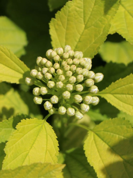 Пузыреплодник Ангел Голд (Angel Gold) купить с доставкой