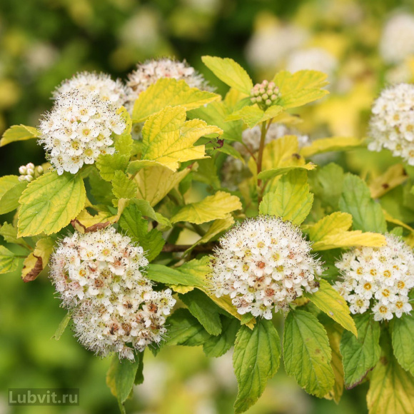 Пузыреплодник Ангел Голд (Angel Gold) купить с доставкой