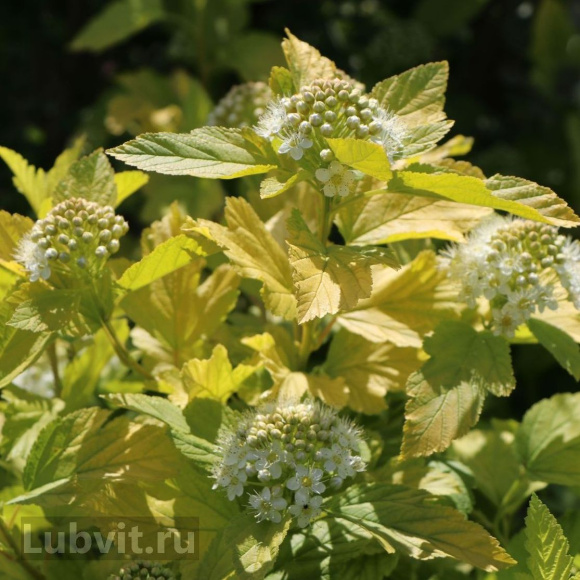 Пузыреплодник Ангел Голд (Angel Gold) купить с доставкой