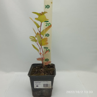 Пузыреплодник Ангел Голд (Angel Gold)