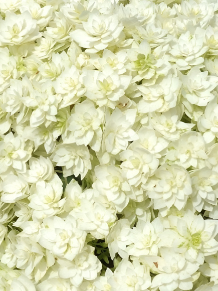 Гортензия Дабл Аннабель (Double Annabelle) древовидная купить с доставкой