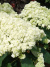 Гортензия Дабл Аннабель (Double Annabelle) древовидная купить с доставкой