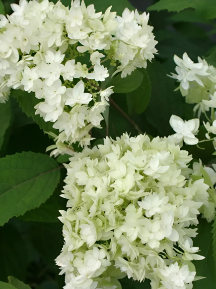 Гортензия Дабл Аннабель (Double Annabelle) древовидная купить с доставкой