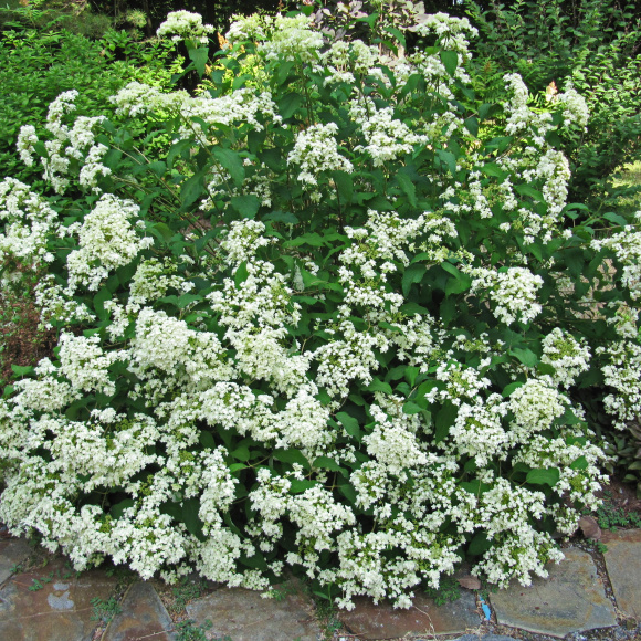 Гортензия Дабл Аннабель (Double Annabelle) древовидная купить с доставкой