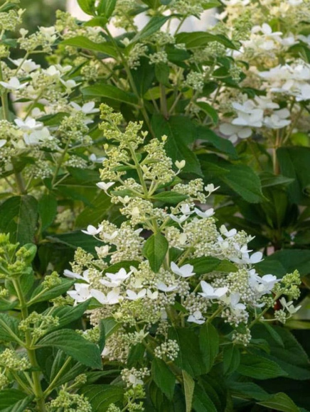 Гортензия Конфетти (Confetti) метельчатая купить с доставкой