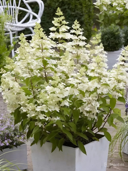 Гортензия Конфетти (Confetti) метельчатая купить с доставкой