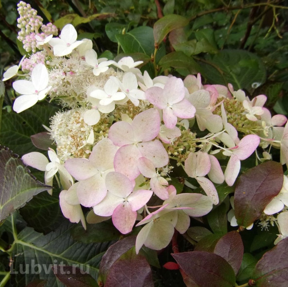 Гортензия Конфетти (Confetti) метельчатая купить с доставкой Гортензия Конфетти (Confetti) метельчатая купить с доставкой