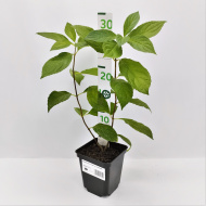 Гортензия Конфетти (Confetti) метельчатая