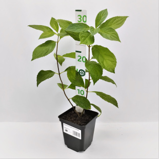 Гортензия Конфетти (Confetti) метельчатая