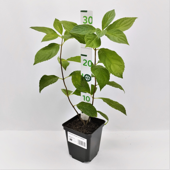 Гортензия Конфетти (Confetti) метельчатая купить с доставкой Гортензия Конфетти (Confetti) метельчатая купить с доставкой