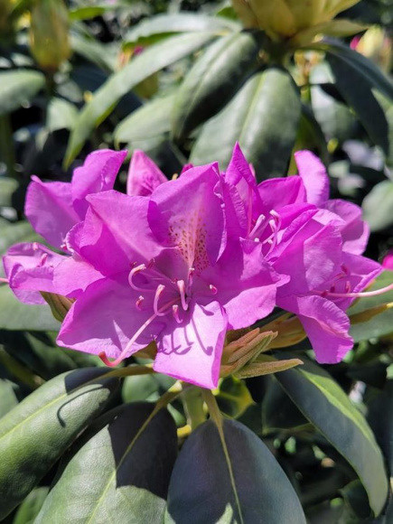 Рододендрон Ледебура купить с доставкой