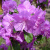 Рододендрон Ледебура купить с доставкой