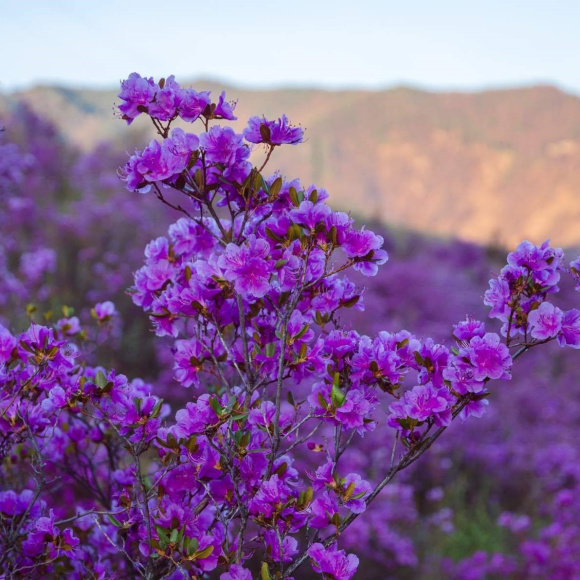 Рододендрон Ледебура купить с доставкой Рододендрон Ледебура купить с доставкой