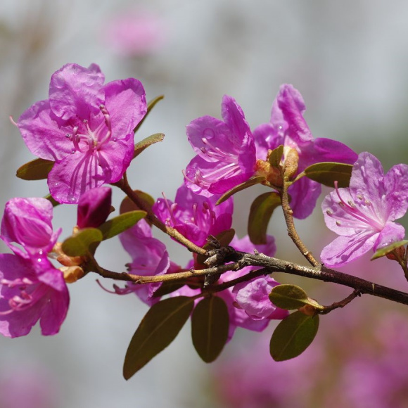 Рододендрон Ледебура купить с доставкой Рододендрон Ледебура купить с доставкой