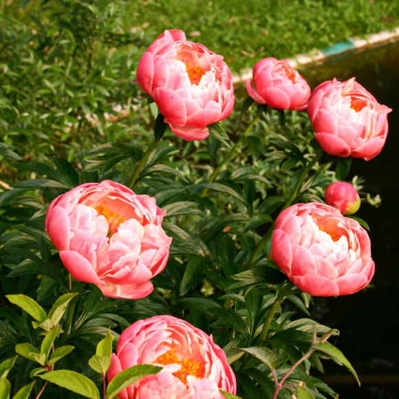 Пион Корал шарм (Coral Charm) купить с доставкой