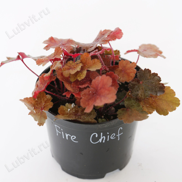Гейхера Фаер Чиф (Fire Chief) купить с доставкой