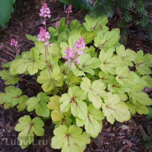 Гейхерелла Санспот (Sunspot)