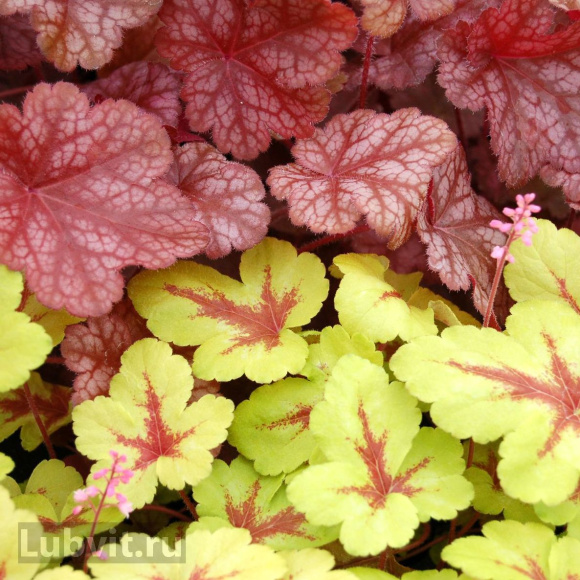 Гейхерелла Санспот (Sunspot) купить с доставкой