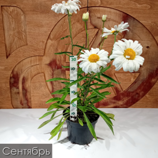 Нивяник Паладин (Paladin)