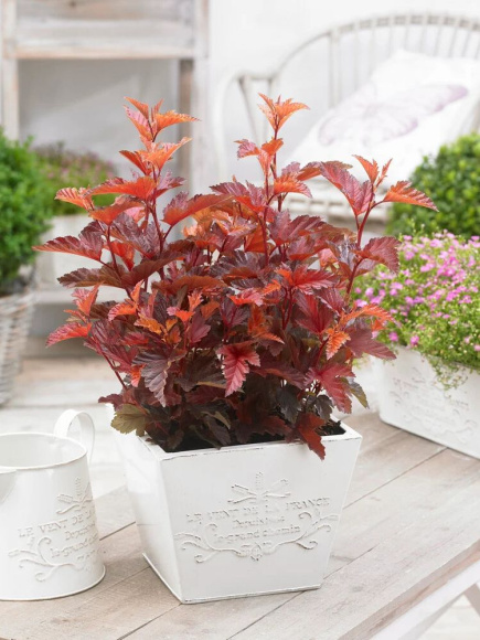 Пузыреплодник Литл Энджел (Little Angel) купить с доставкой