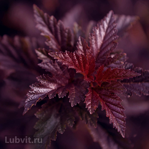 Пузыреплодник Литл Энджел (Little Angel) купить с доставкой Пузыреплодник Литл Энджел (Little Angel) купить с доставкой
