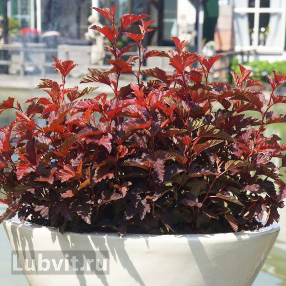 Пузыреплодник Литл Энджел (Little Angel) купить с доставкой Пузыреплодник Литл Энджел (Little Angel) купить с доставкой