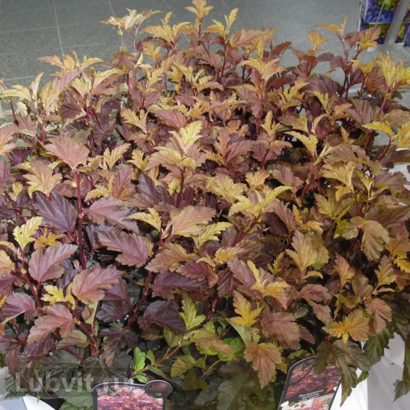 Пузыреплодник Литл Энджел (Little Angel) купить с доставкой Пузыреплодник Литл Энджел (Little Angel) купить с доставкой