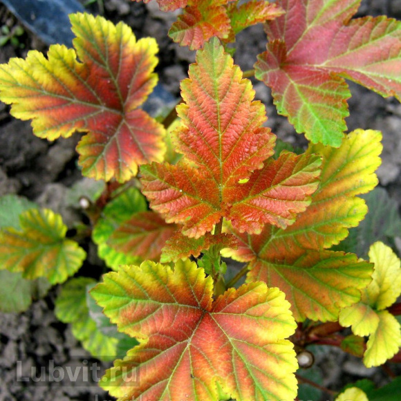 Пузыреплодник Литл Энджел (Little Angel) купить с доставкой Пузыреплодник Литл Энджел (Little Angel) купить с доставкой