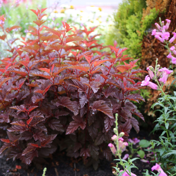 Пузыреплодник Литл Энджел (Little Angel) купить с доставкой Пузыреплодник Литл Энджел (Little Angel) купить с доставкой