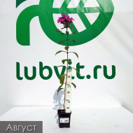 Флокс Зарядье Флокс Зарядье
