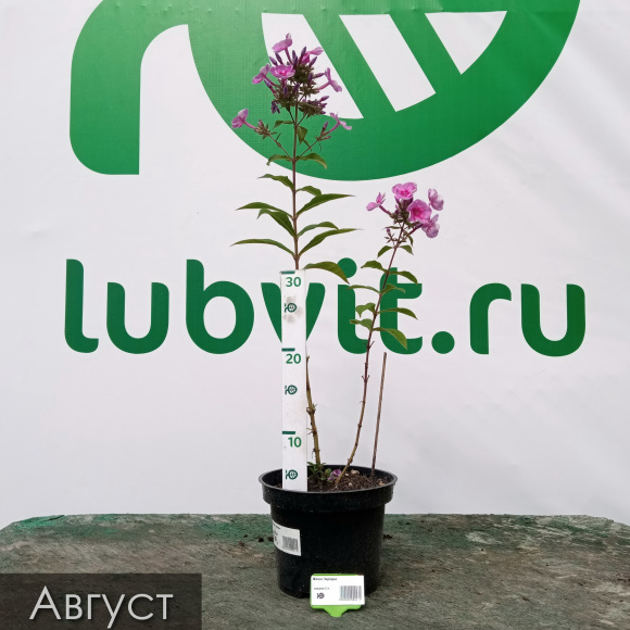 Флокс Зарядье купить с доставкой Флокс Зарядье купить с доставкой