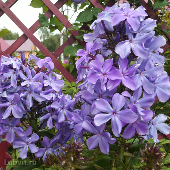 Флокс Гордость России купить с доставкой Флокс Гордость России купить с доставкой