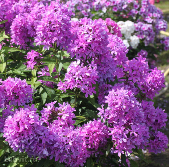 Флокс Гордость России купить с доставкой Флокс Гордость России купить с доставкой