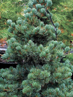 Сосна обыкновенная Голубая (Glauca)