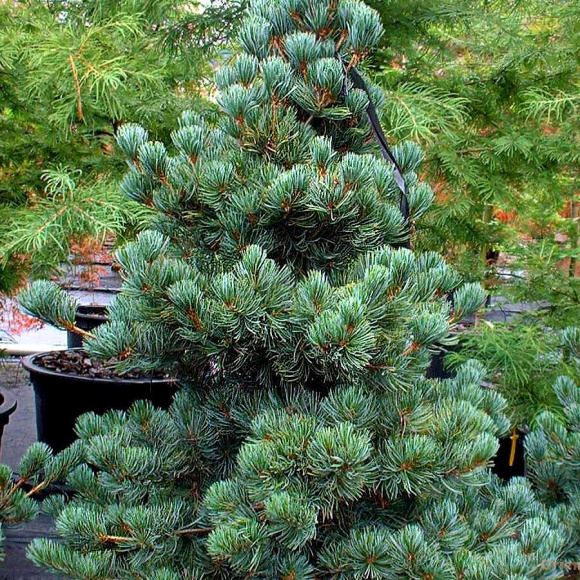 Сосна обыкновенная Голубая (Glauca) купить с доставкой